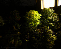 Bonsai Garden At Night